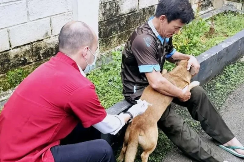 DKI Tetap Waspada, Surveilans HPR Berlanjut Meski Bebas Rabies