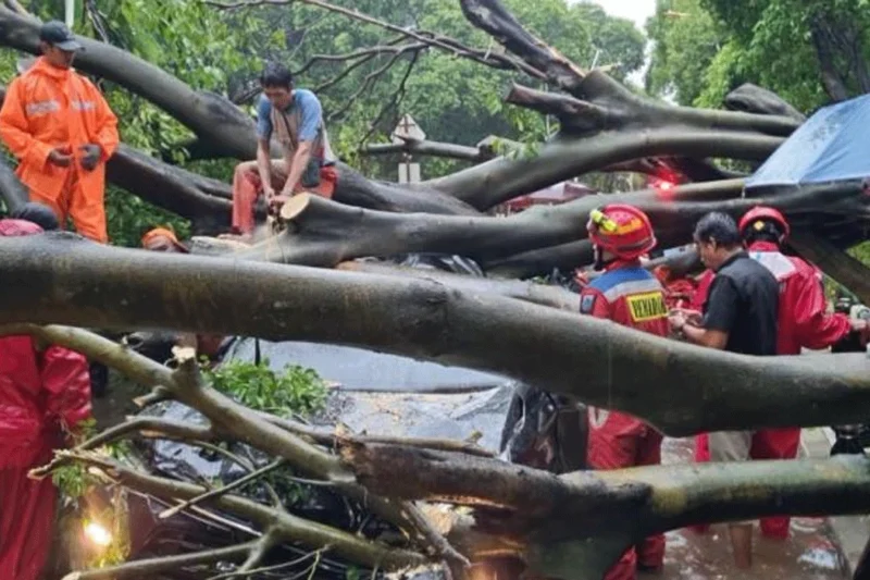 Tragedi Di Dharmawangsa, Pohon Tumbang Renggut Nyawa Dan Rusak Kendaraan